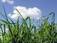 long grass & sky 2